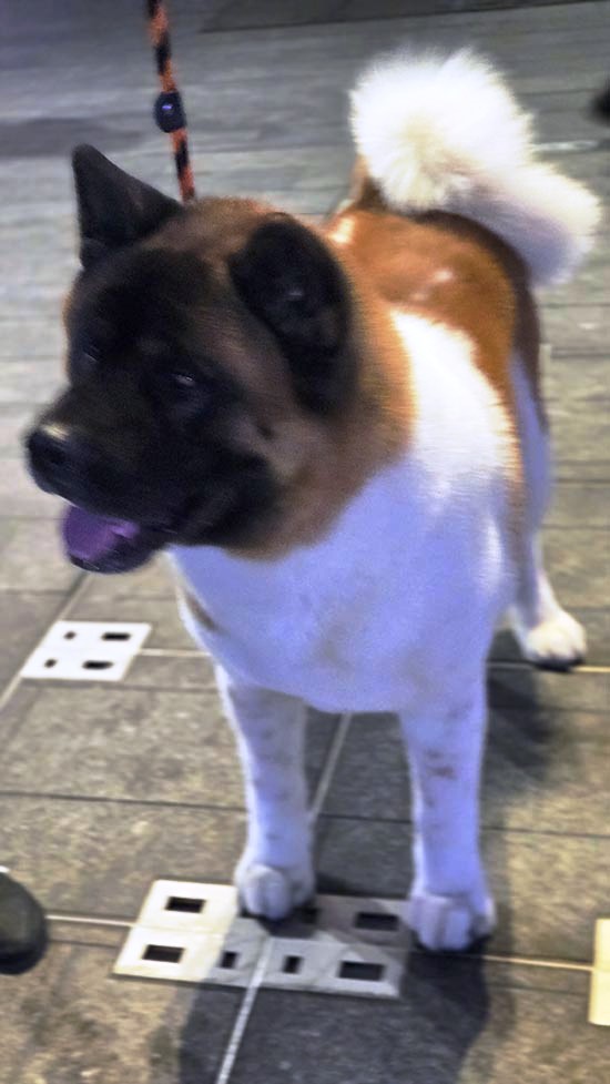 Westminster Dog Show