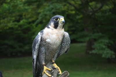 Rescued Falcon