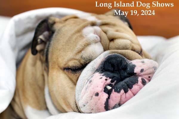 Long Island Dog Shows