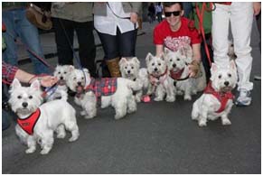 The 15th Annual Tartan Day Parade