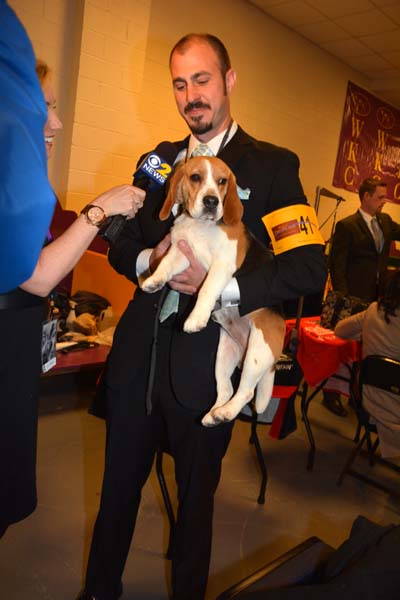 13 Inch Beagle Boobbyn Ott handler of Alvin.   Photo by:  Rose Billings/Blacktiemagazine.com