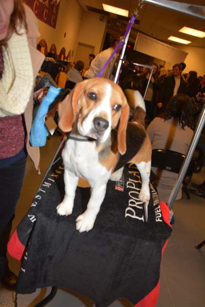 Alvin 13 inch Beagle.  Photo by:  Rose Billings/Blacktiemagazine.com