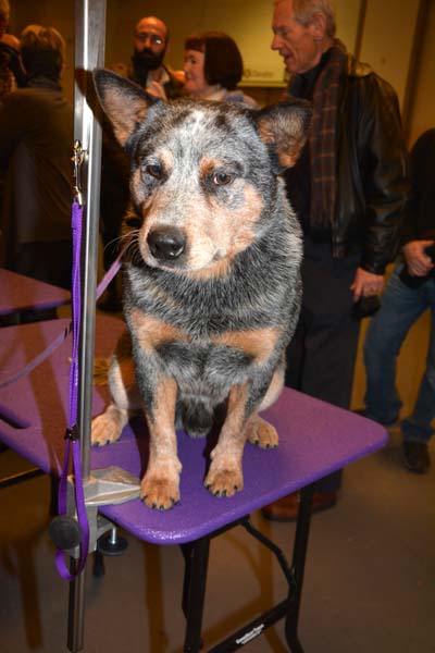 Jamie Australian Cattle Dog.  Photo by:  Rose Billings/Blacktiemagazine.com