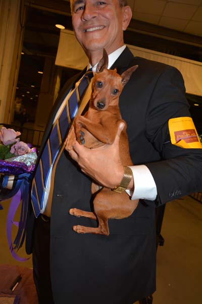 The Miniature Pincher best in Breed and a Blue Ribbon.  Photo by:  Rose Billings/Blacktiemagazine.com