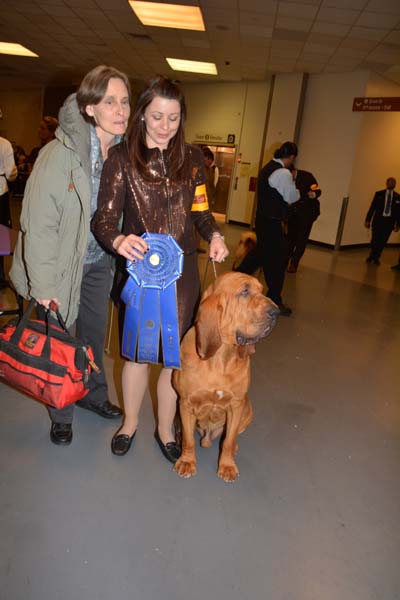 Nathan Blood Hound Blue Ribbon winner and Best of Breed.  Photo by:  Rose Billings/Blacktiemagazine.com